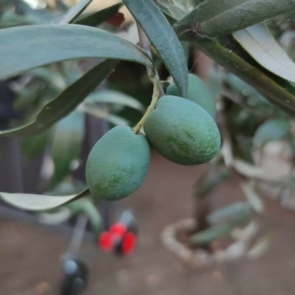 Olea europaea Fruit