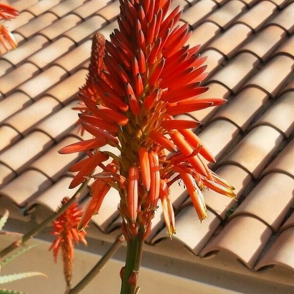 Aloe arborescens ফুল