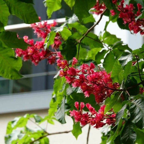 Aesculus × carnea Blüte