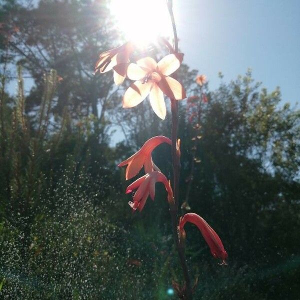 Watsonia meriana Цвят