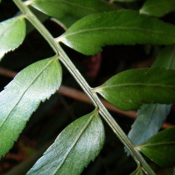 Asplenium bipartitum Övriga