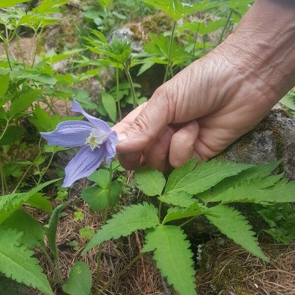 Clematis occidentalis Květ