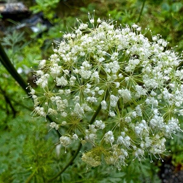 Cnidium silaifolium Flower