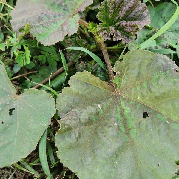 Malachra alceifolia Leaf