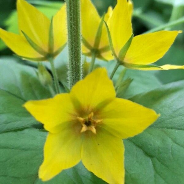 Lysimachia punctata Flors