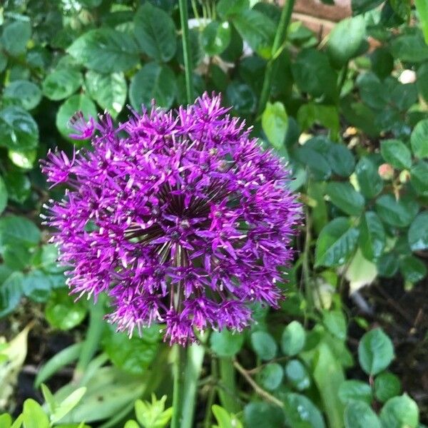 Allium ampeloprasum Flor