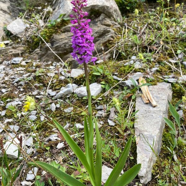 Gymnadenia conopsea Žiedas