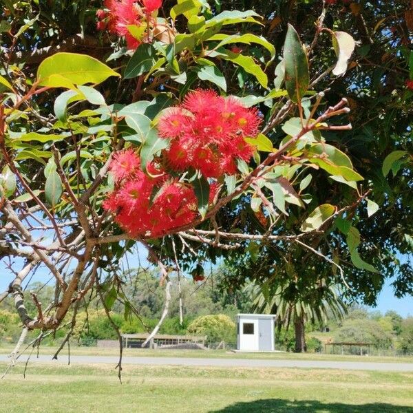 Corymbia ficifolia Flower