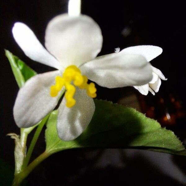 Begonia cucullata Blomma