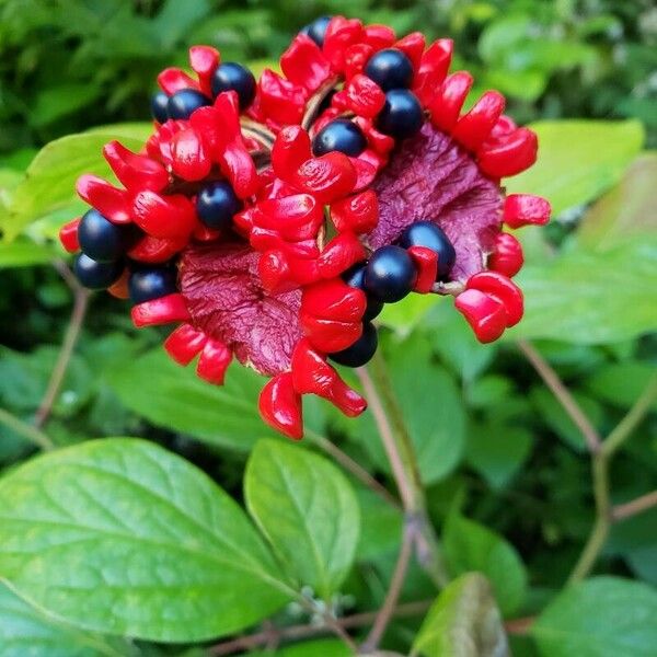 Paeonia obovata Plod