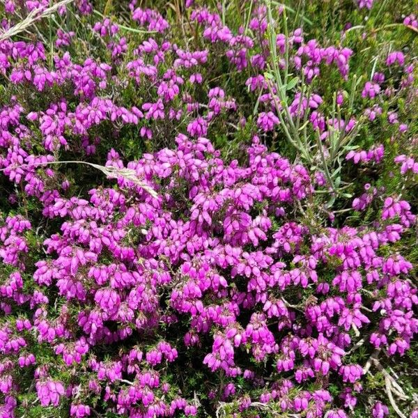 Erica cinerea Habit