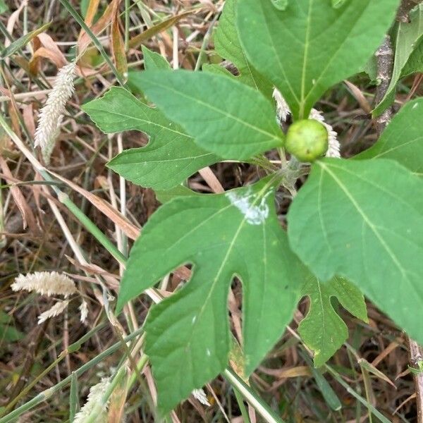 Tithonia diversifolia Blad