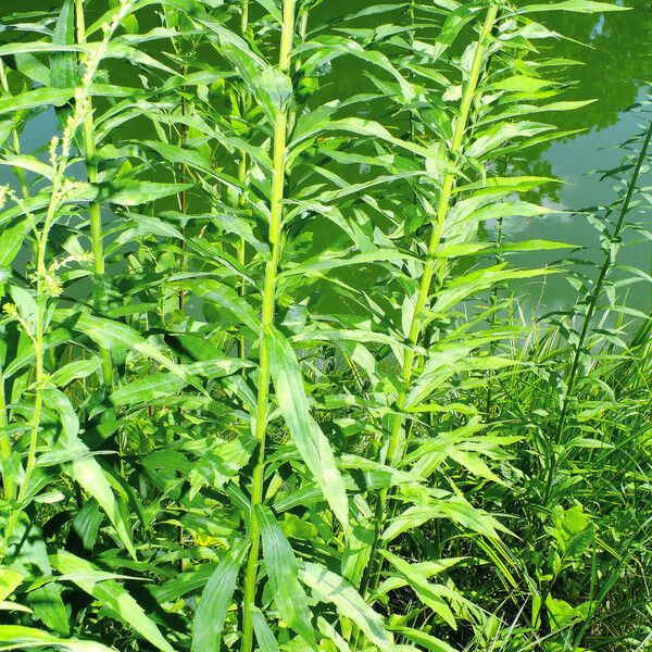 Solidago canadensis Leaf