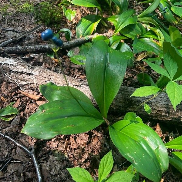 Clintonia borealis Habit