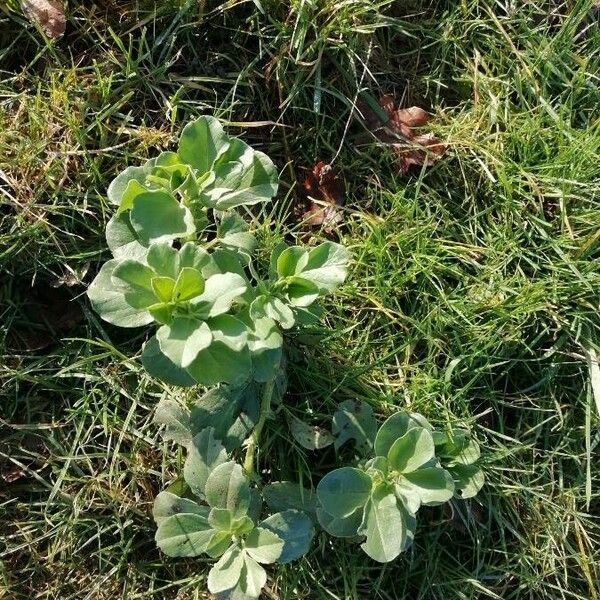 Vicia faba Leaf