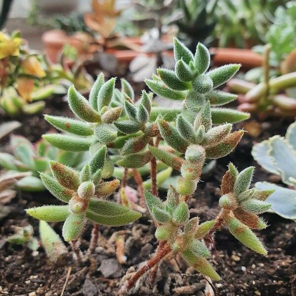 Crassula mesembryanthoides Leaf