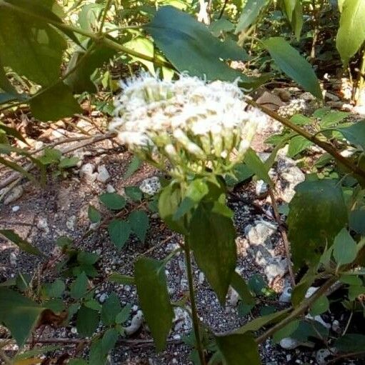 Chromolaena odorata Flower