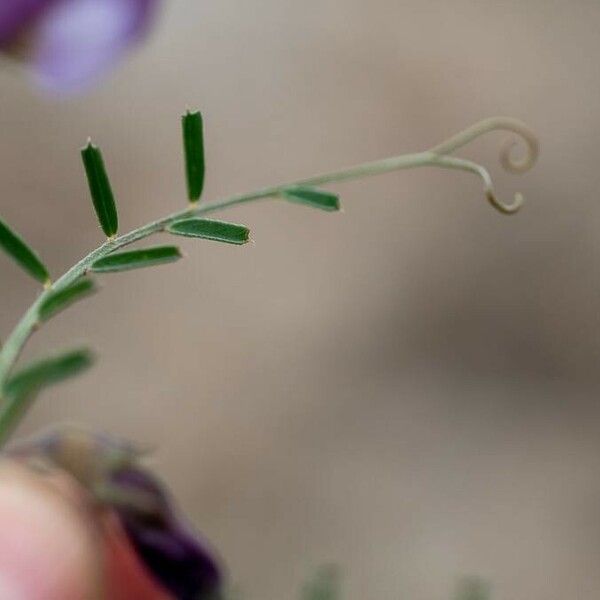 Vicia peregrina Leaf