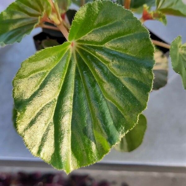 Begonia hirtella Leaf