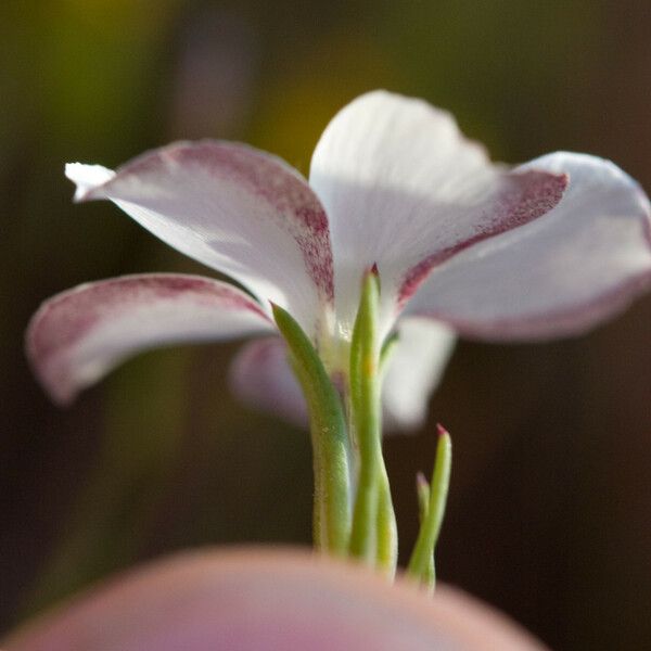 Linanthus dichotomus Цвят