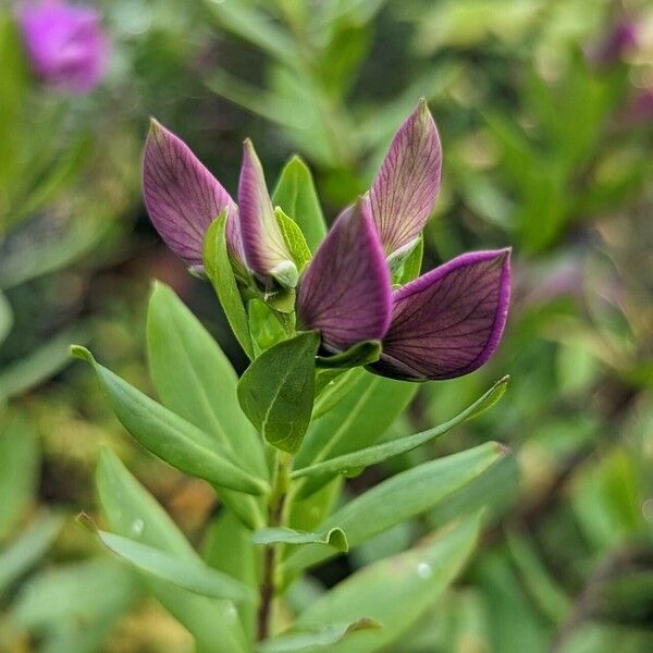 Polygala myrtifolia 花