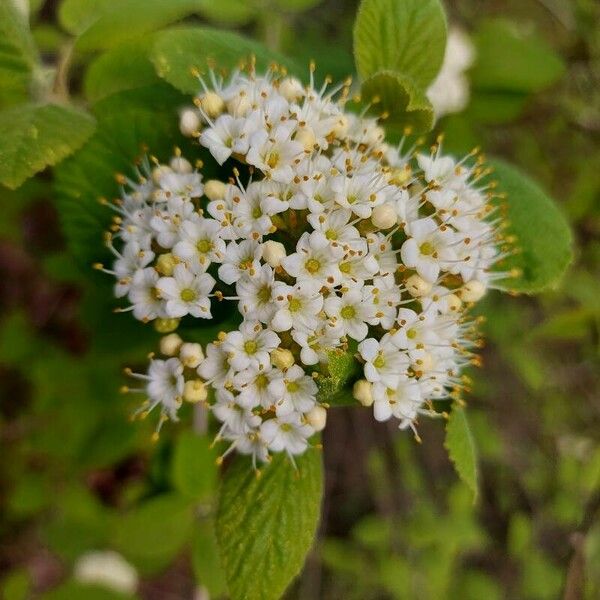 Viburnum lantana Blüte