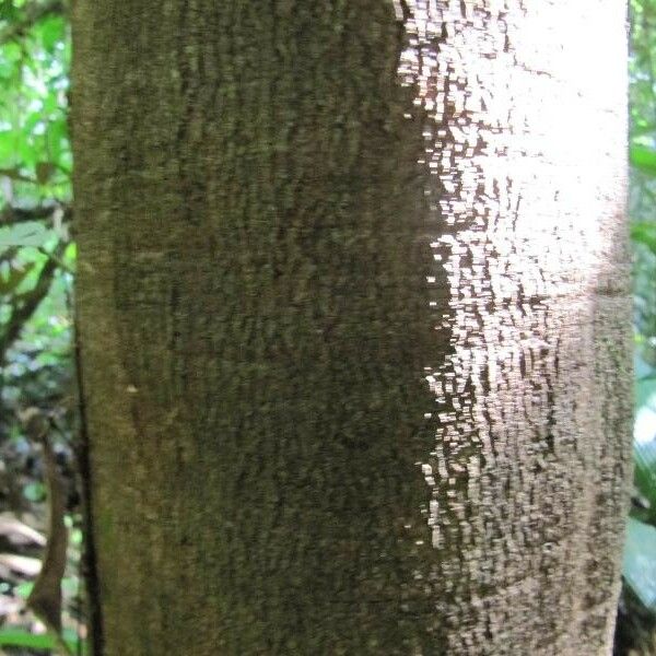 Couepia bracteosa Schors