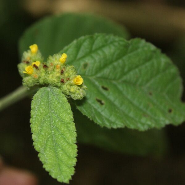 Waltheria glomerata Kvet