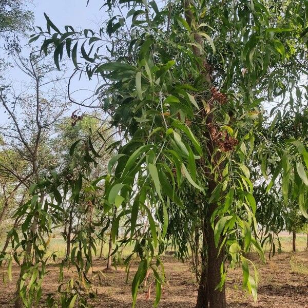 Acacia auriculiformis Fuelha