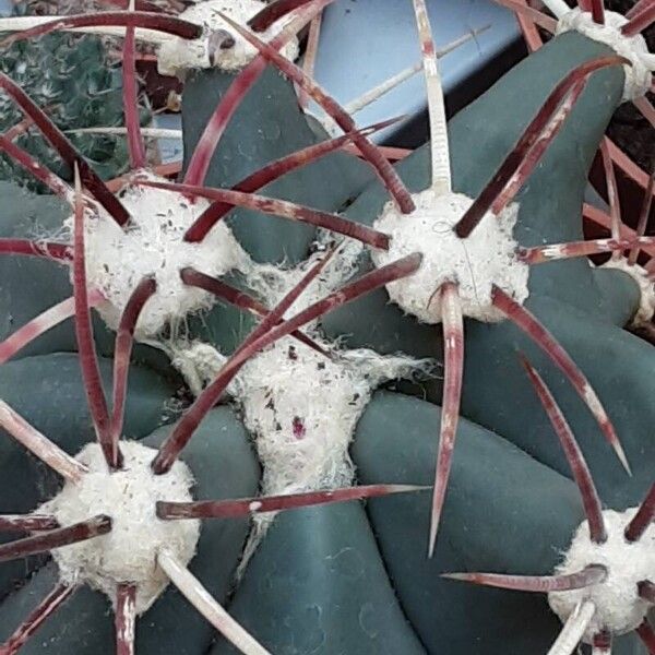 Ferocactus emoryi Ліст