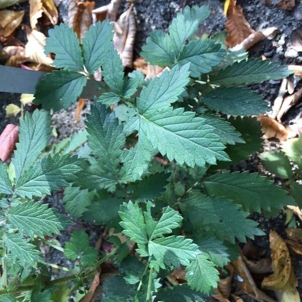 Agrimonia procera Leaf