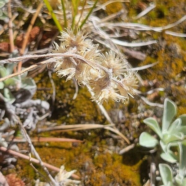 Antennaria parvifolia Blomma
