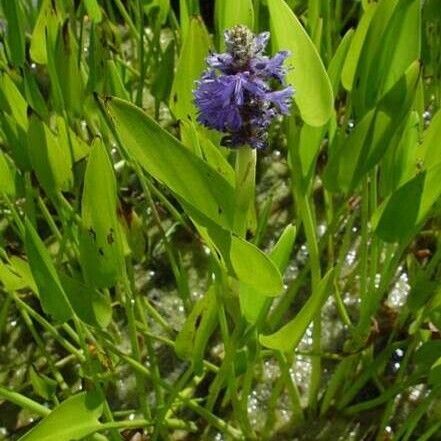 Pontederia cordata Habit