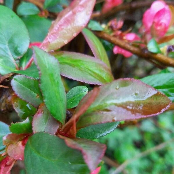 Chaenomeles speciosa Fuelha