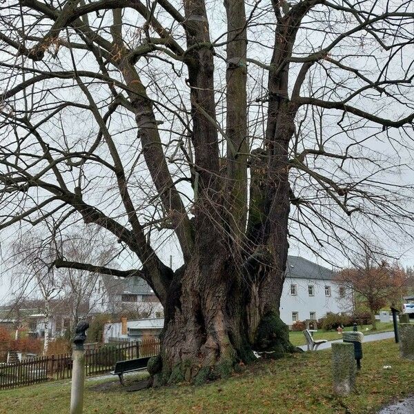 Tilia platyphyllos Vivejo