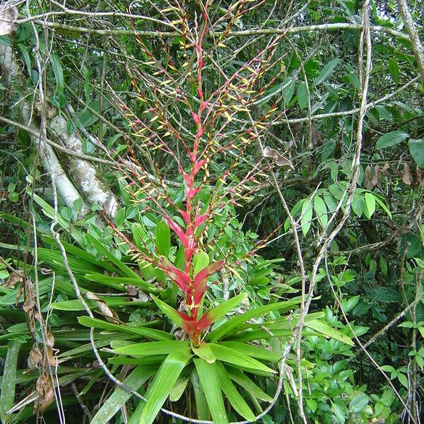 Vriesea philippocoburgii