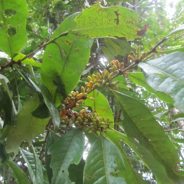 Erythroxylum macrophyllum Deilen