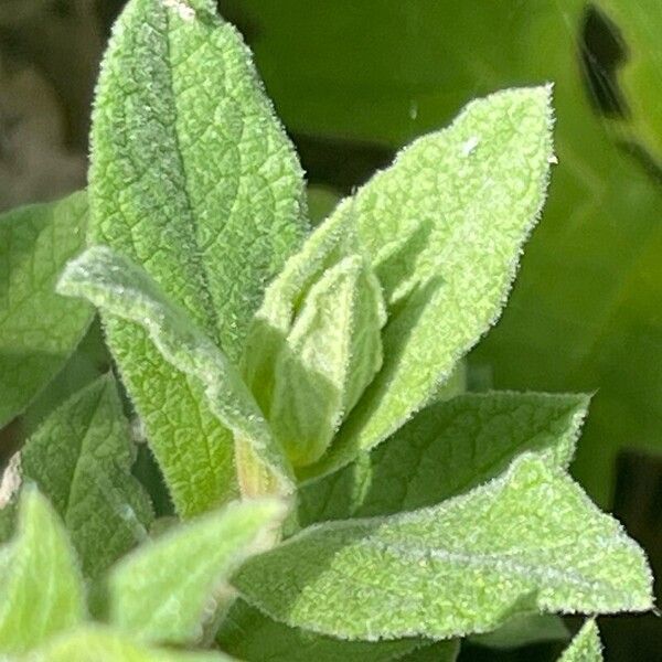 Cistus crispus برگ