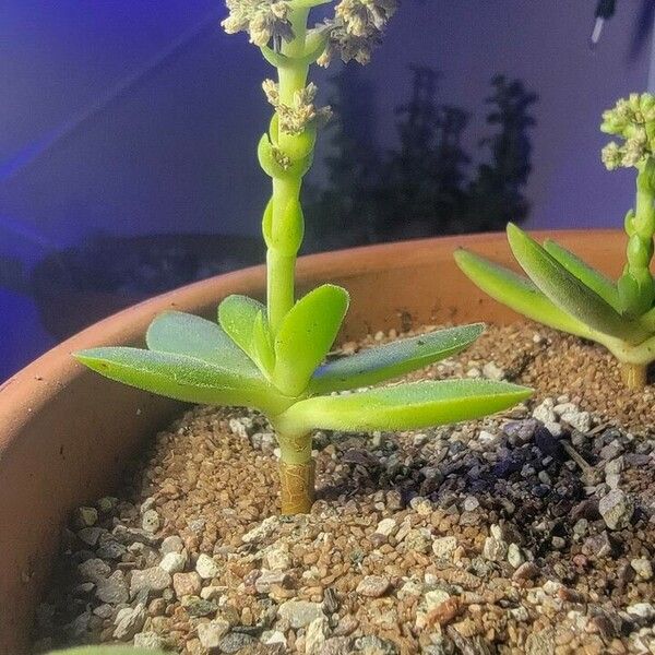 Crassula pubescens Кветка