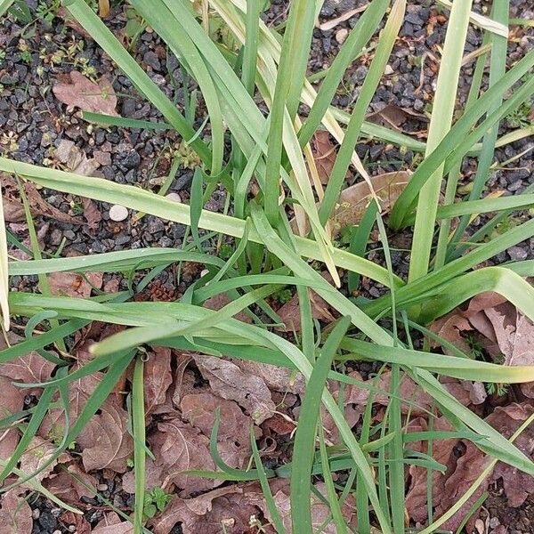 Allium siculum Leaf