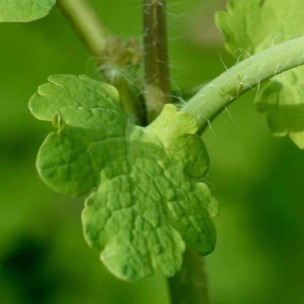 Chelidonium majus Leaf