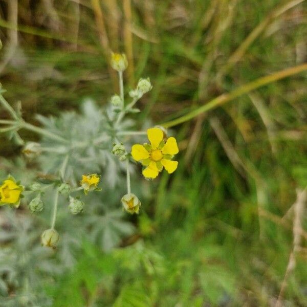 Potentilla argentea Kukka