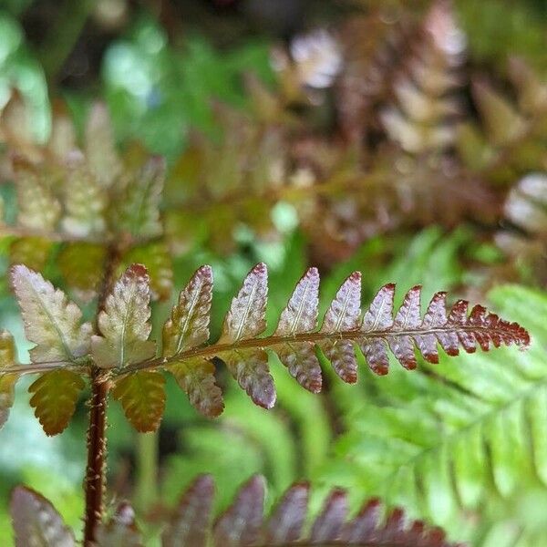 Dryopteris erythrosora Leaf