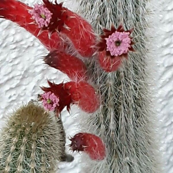 Cleistocactus baumannii Flower