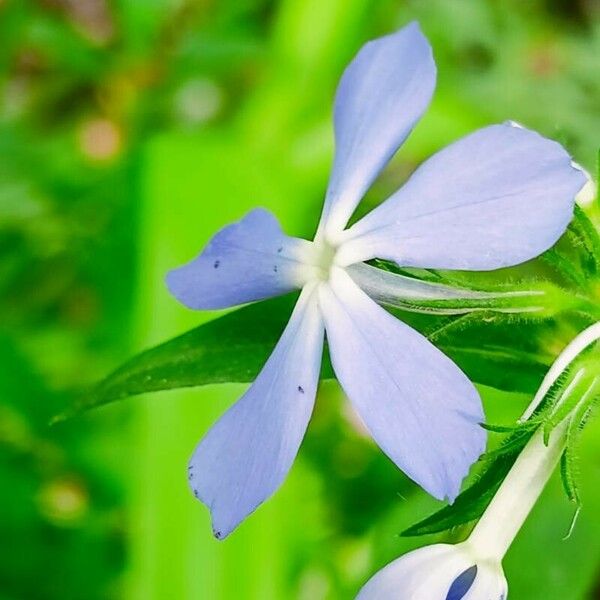 Phlox divaricata Flower