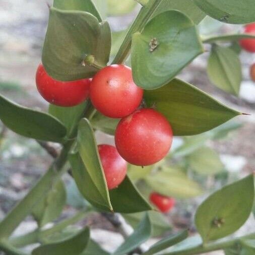 Ruscus aculeatus Плод