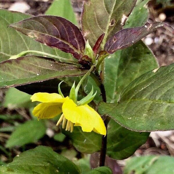 Lysimachia ciliata Λουλούδι