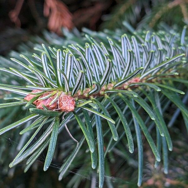 Abies nordmanniana Folha