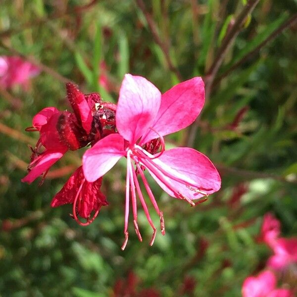 Gaura lindheimeri Цвят