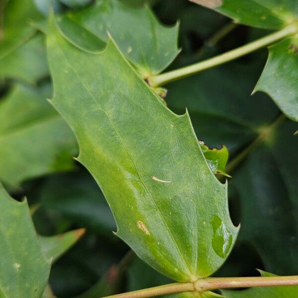 Berberis bealei Blatt